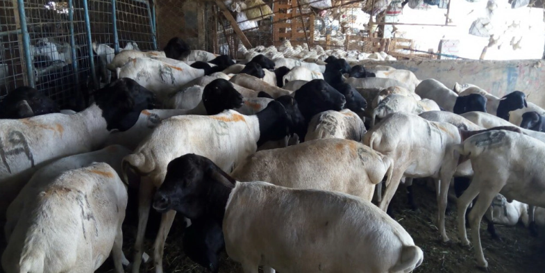 Transformasi Tata Kelola Dam Haji: Antara Kepatuhan Syariah, Perlindungan Jemaah, dan Kemaslahatan Umat