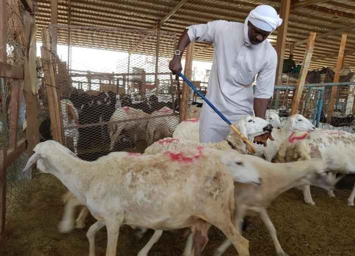 Aturan Baru Pembayaran Dam Haji 2026: Jemaah Wajib Ikuti Mekanisme Resmi